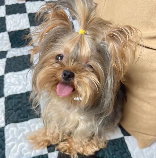 约克夏犬的毛发护理（让你的宠物犬毛亮如新的技巧和方法）