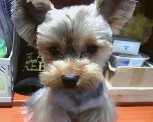 约克夏犬的毛发护理（让你的宠物犬毛亮如新的技巧和方法）