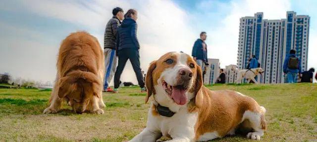 宠物与孕妇的和谐共处（如何让宠物在孕期成为最好的伙伴）