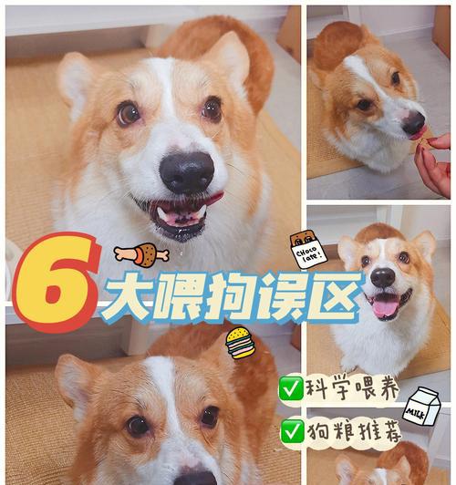 如何合理掌握狗狗的食量？（科学喂养，让狗狗健康成长）
