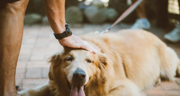 如何帮助宠物犬排遣抑郁（探讨宠物犬抑郁的原因及治疗方法）