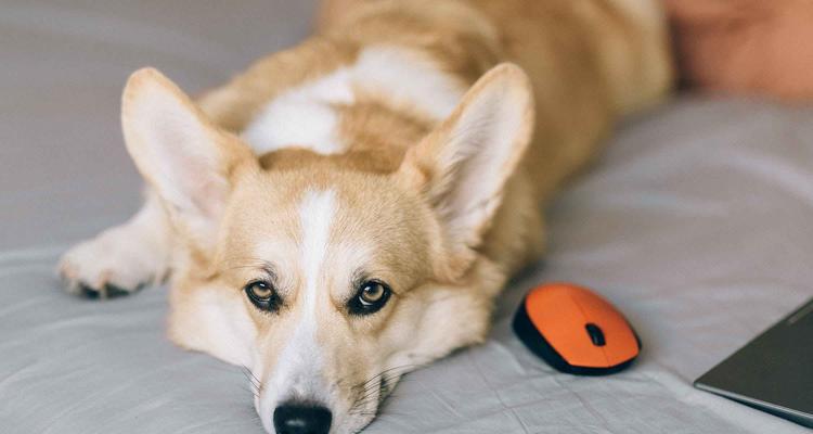 如何帮助宠物犬排遣抑郁（探讨宠物犬抑郁的原因及治疗方法）