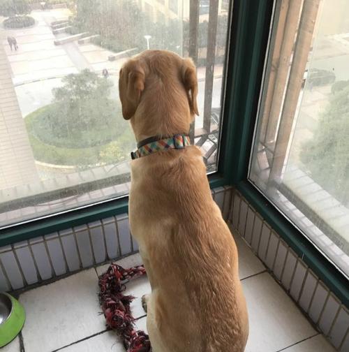如何防止宠物翻垃圾？（宠物抢食垃圾怎么办？）