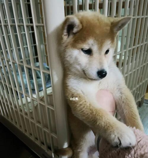 如何防止宠物翻垃圾？（宠物抢食垃圾怎么办？）