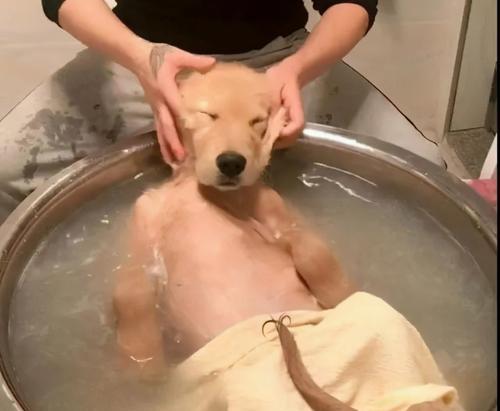 狗狗不能洗澡的情况（掌握这些情况，保护狗狗健康）