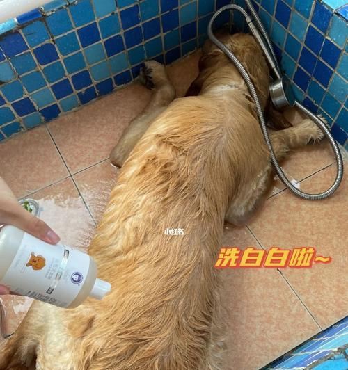 狗狗不能洗澡的情况（掌握这些情况，保护狗狗健康）