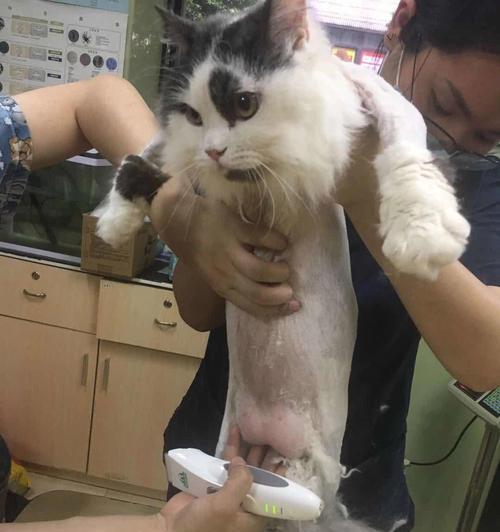 猫咪剃毛指南（掌握这些情况，宠物猫咪才能安全剃毛）