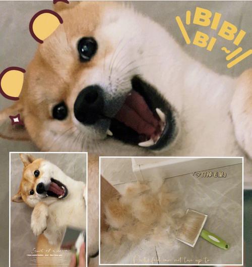 如何让宠物狗狗尽量少掉毛？（有效的措施和关键方法，让你的狗狗毛发更健康）
