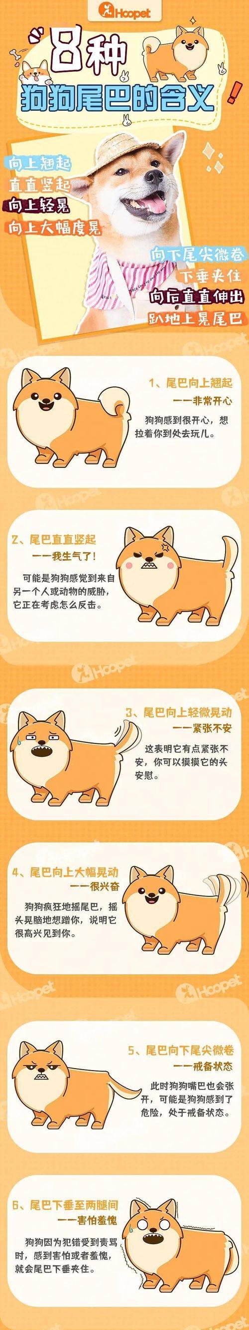 探究狗狗的情感世界（了解你的宠物从喜怒哀乐开始）