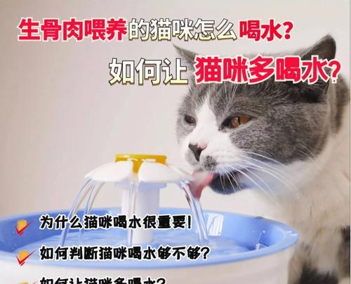 猫咪为何频繁喝水？（探究猫咪的饮水行为，发现病情隐患）