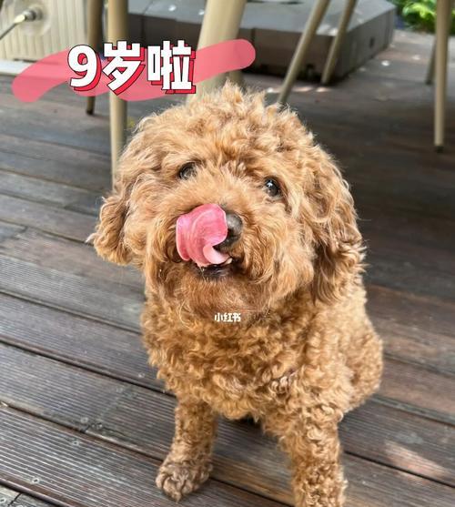 如何正确喂养你的狗狗（注意事项、食物选择和饮食习惯）