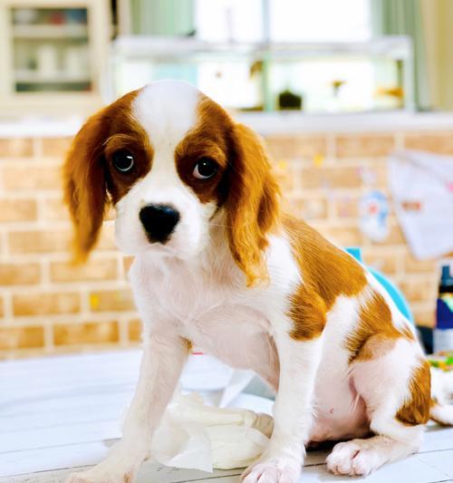 《养宠物犬必看！以骑士查理王小猎犬为例，全面指南》（掌握这些技巧，让你的小狗快乐健康成长。）