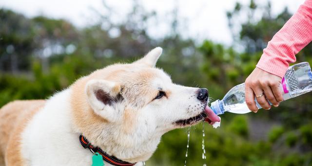 气温的变化如何影响宠物的食欲？