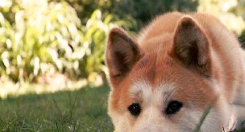 秋冬季节的秋田犬养护指南（让你的宠物健康度过寒冷的季节）