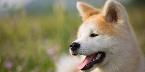 秋冬季节的秋田犬养护指南（让你的宠物健康度过寒冷的季节）