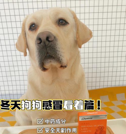 秋季宠物护理必知——小心狗狗感冒着凉（15个小技巧帮助宠物渡过秋季大风大雨）