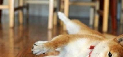 秋田犬护理全攻略（宠爱你的秋田犬，让它更加健康幸福）