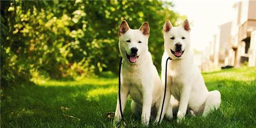 秋田犬护理全攻略（宠爱你的秋田犬，让它更加健康幸福）