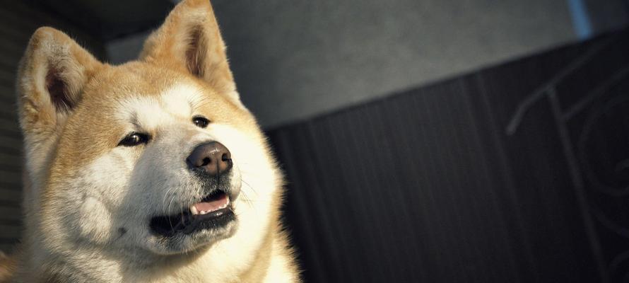 秋田犬——忠诚与力量的化身（了解秋田犬的性格与喂养特点，打造忠实而健康的宠物生活）