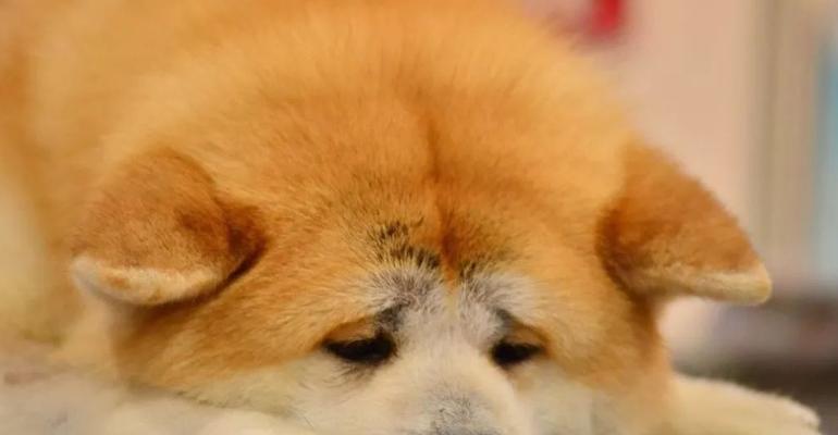 秋田犬养不养，关键在这里！（探究秋田犬的养护与品性，看看它是否适合成为您的宠物。）
