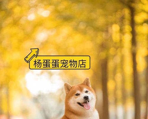 秋田犬和柴犬的区别（探究宠物中的两大日本犬种）
