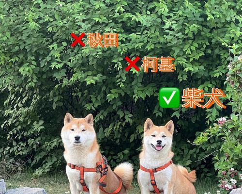 秋田犬和柴犬的区别（探寻两个日本犬种的不同之处）