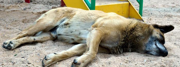 秋田犬为何喜欢在地上刨坑？（探究秋田犬刨坑的原因和意义）