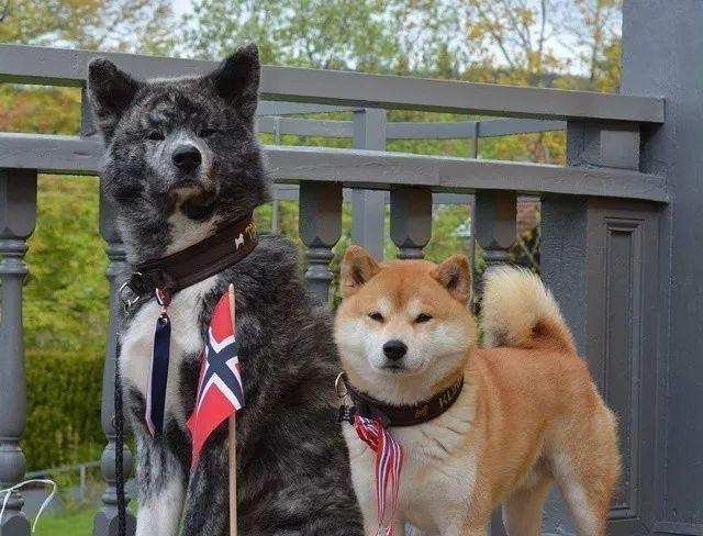 培养秋田犬的良好饮食习惯（宠物主人必读的护食小贴士）