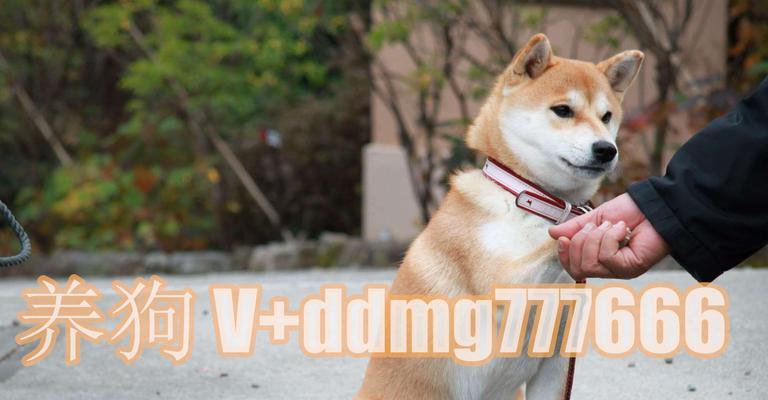 如何训练秋田犬不咬人？（宠物养成）