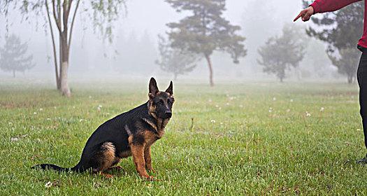 为何以拳师犬基本训练是宠物必需？（掌握关键基本技能，让宠物更健康快乐）