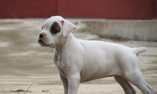 探究以拳师犬为什么会经常胃肠胀气（揭秘拳师犬腹胀的原因和预防措施）