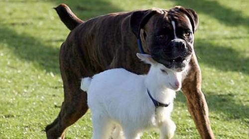探究以拳师犬为什么会经常胃肠胀气（揭秘拳师犬腹胀的原因和预防措施）