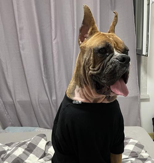 以拳师犬喂养什么狗粮最好？（探究拳师犬适合的最佳狗粮及如何选择）