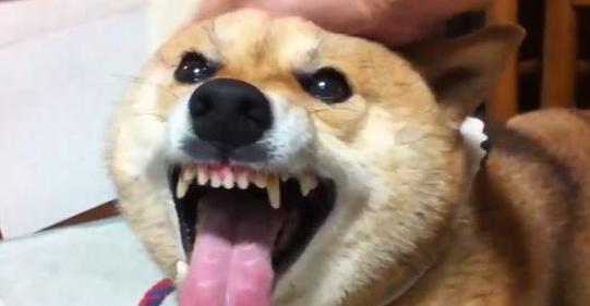 如何解决拳师犬咬人问题（以宠物为主，让拳师犬变成温顺的好伙伴）