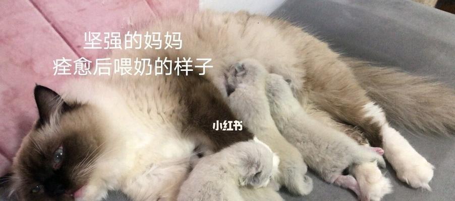 宠物狗乳腺炎的预防与治疗（如何帮助你的爱犬避免乳腺炎）