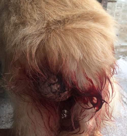 宠物犬常见的八种皮肤肿瘤（了解这些肿瘤，保护你的宠物犬）