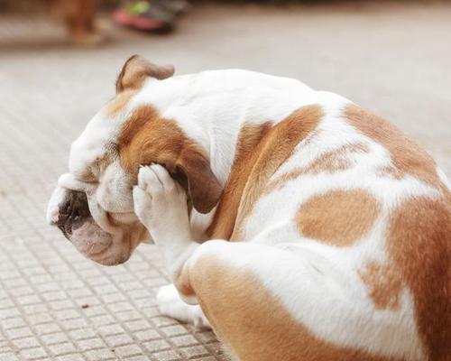犬只过敏常见症状剖析（了解犬只过敏，宠物才能健康快乐）