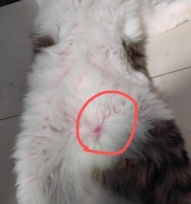 犬只过敏常见症状剖析（了解犬只过敏，宠物才能健康快乐）
