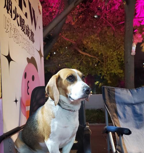 如何训练比格犬安静乘车？（实用技巧和建议，让你的爱犬更愉快地旅行）