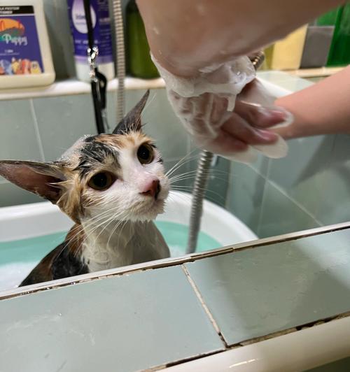 如何让宠物猫咪乖乖洗澡？（不难哟！简单几招让猫咪爱上洗澡）