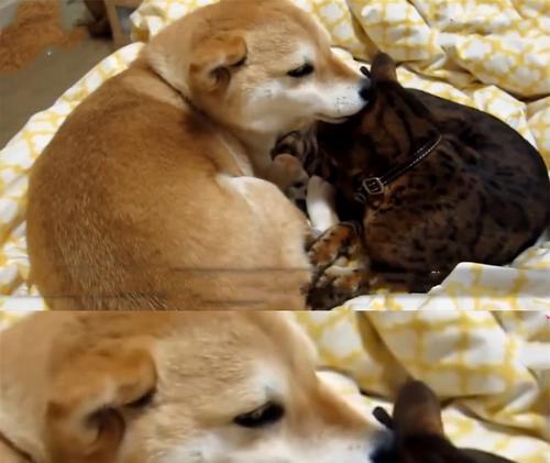 如何让猫狗和谐相处？（实用方法指南，帮助您的宠物和睦共处）