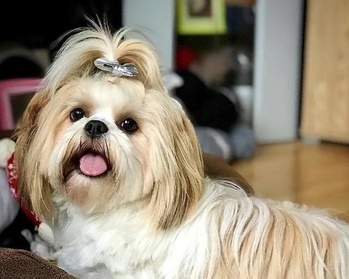 如何让西施犬变得乖巧？（科学的训练方法与技巧）