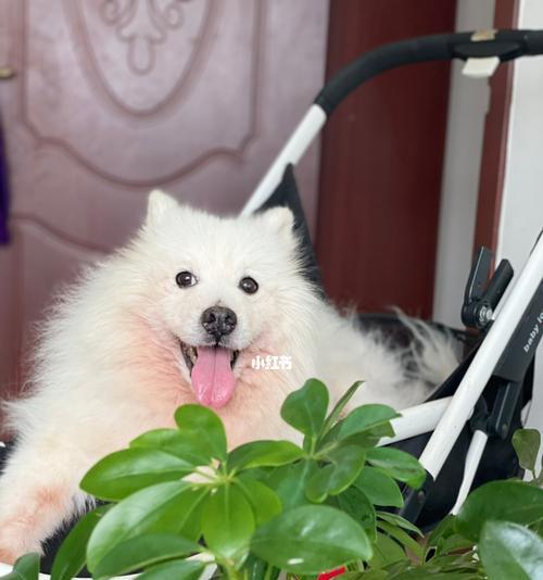 揭秘日本尖嘴犬的特征标准（探寻日本尖嘴犬的品种特点、性格特征与养护技巧）