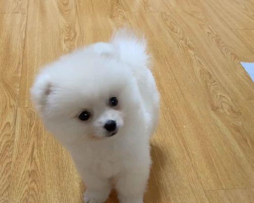 日本尖嘴犬怀孕了，你该给它吃什么？（宠物妈妈的饮食需求、营养成分的重要性与选择食品的技巧）