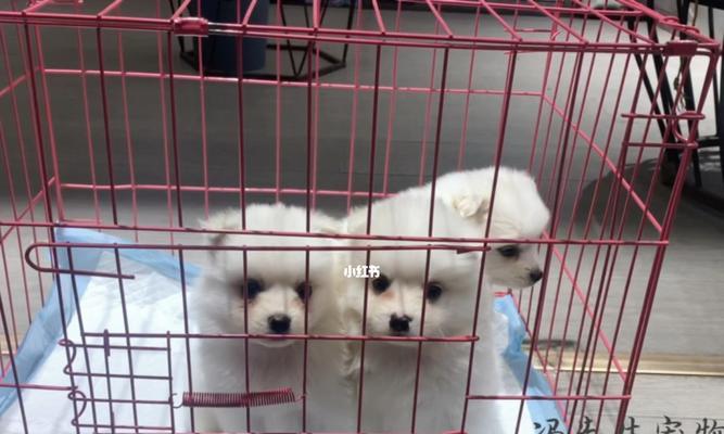 日本尖嘴犬怀孕了，你该给它吃什么？（宠物妈妈的饮食需求、营养成分的重要性与选择食品的技巧）