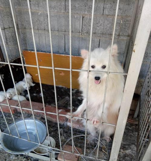 日本尖嘴犬怀孕了，你该给它吃什么？（宠物妈妈的饮食需求、营养成分的重要性与选择食品的技巧）