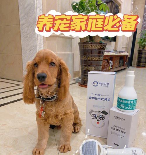 如何给宠物犬做好毛发护理（日常护理小贴士，让你的爱犬毛发亮丽健康）