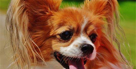 如何给宠物犬做好毛发护理（日常护理小贴士，让你的爱犬毛发亮丽健康）
