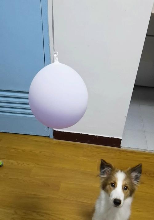 如何让你的宠物狗保持健康？（日常生活中的狗狗锻炼计划。）
