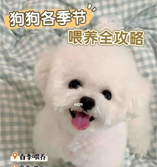 如何正确喂养宠物狗？（关注狗狗的饮食健康，让它健康快乐生活！）